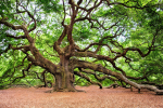 oak tree courtesy of pixabay